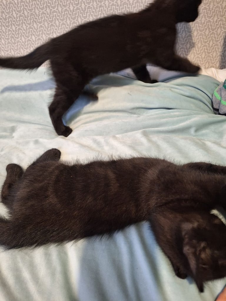 Lovely kittens for sale 