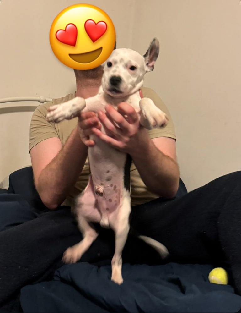 Staffordshire Bull Terrier Male Puppy