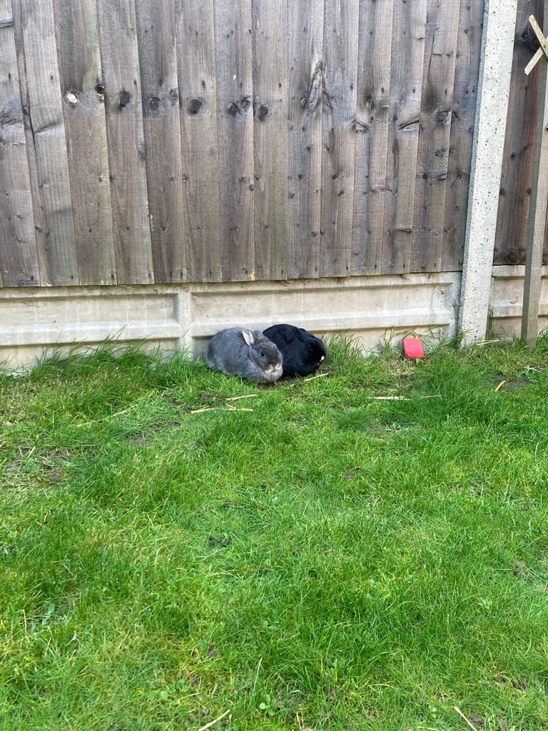 Rabbits - Norwegian Dwarf - With hutch