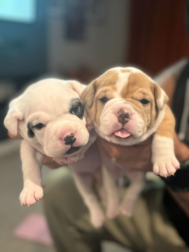 British Bulldog Staff cross (Old Tyme Bulldog)