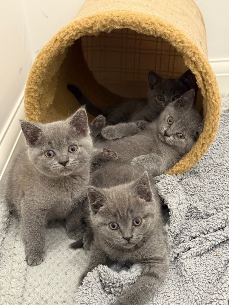 Gorgeous Blue Kittens – British Shorthair x Russian Blue Mix 