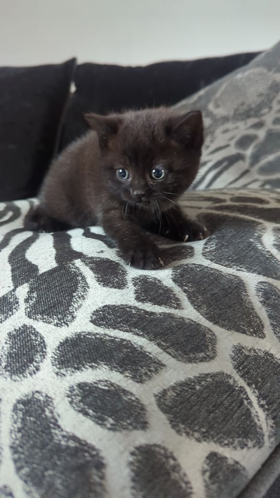 Chocolate BSH Kitten – Ready Now,!