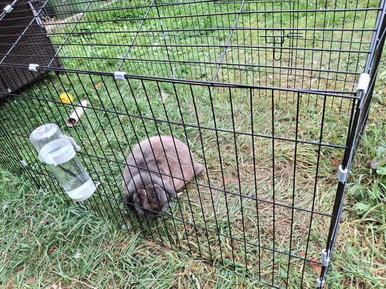 Male Mini lop Rabbit with Indoor Cage