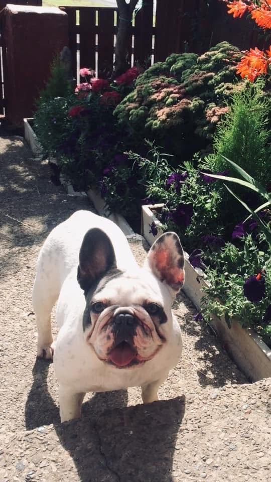 Minibull bulldog puppies 