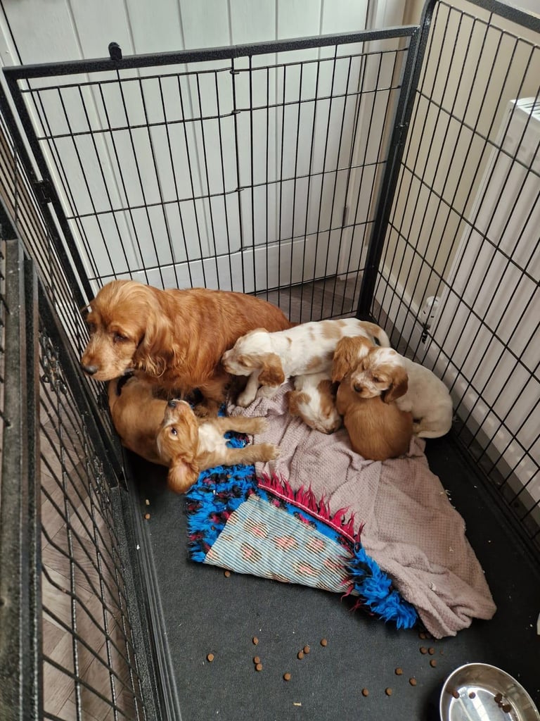 Show Cocker Spaniel Puppies 