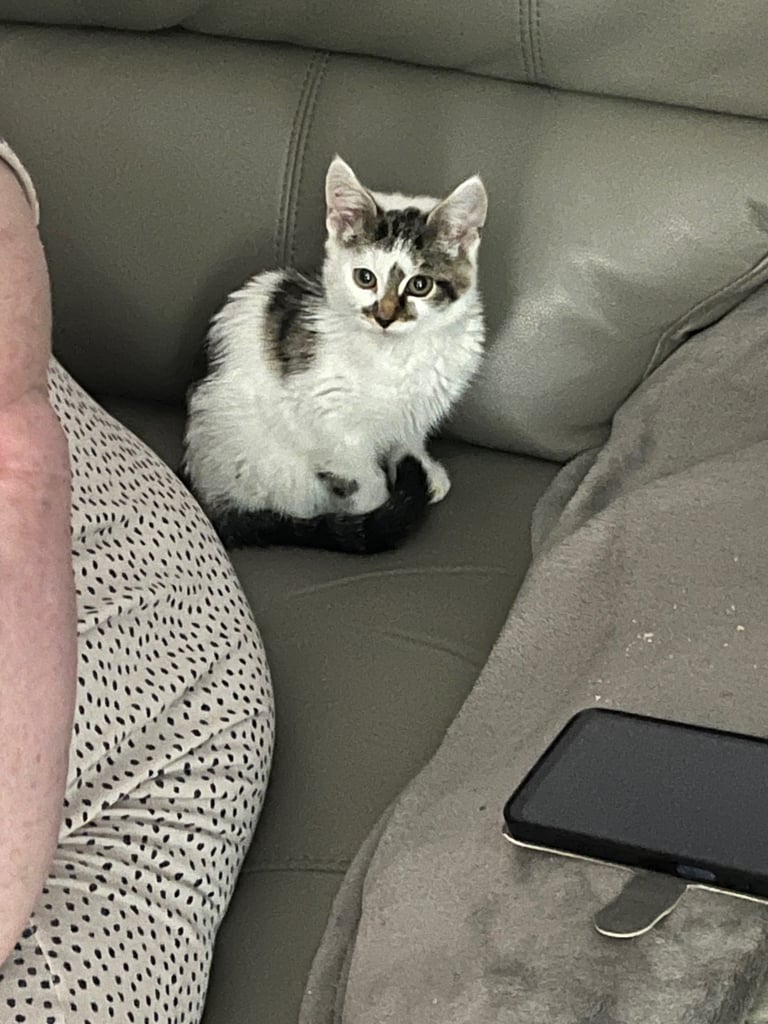 image for 15 weeks old male kitten