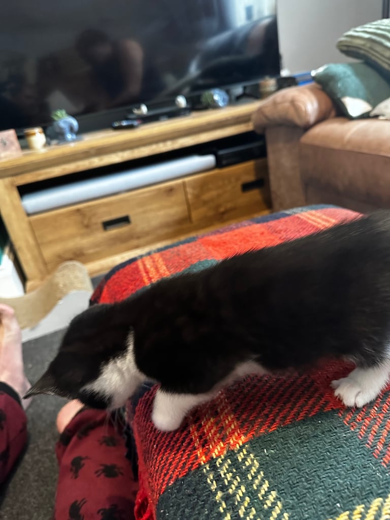 Tuxedo Kittens 🐈‍⬛ 