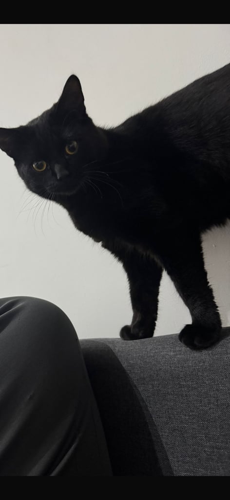 2 brother cats for sale