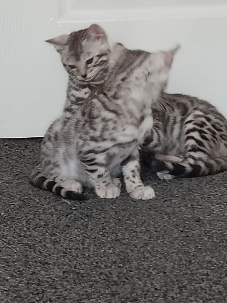 Silver bengals 