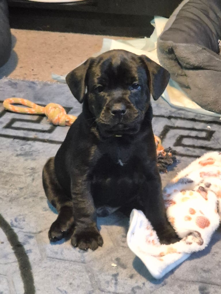 Lab x Frenchie Puppies