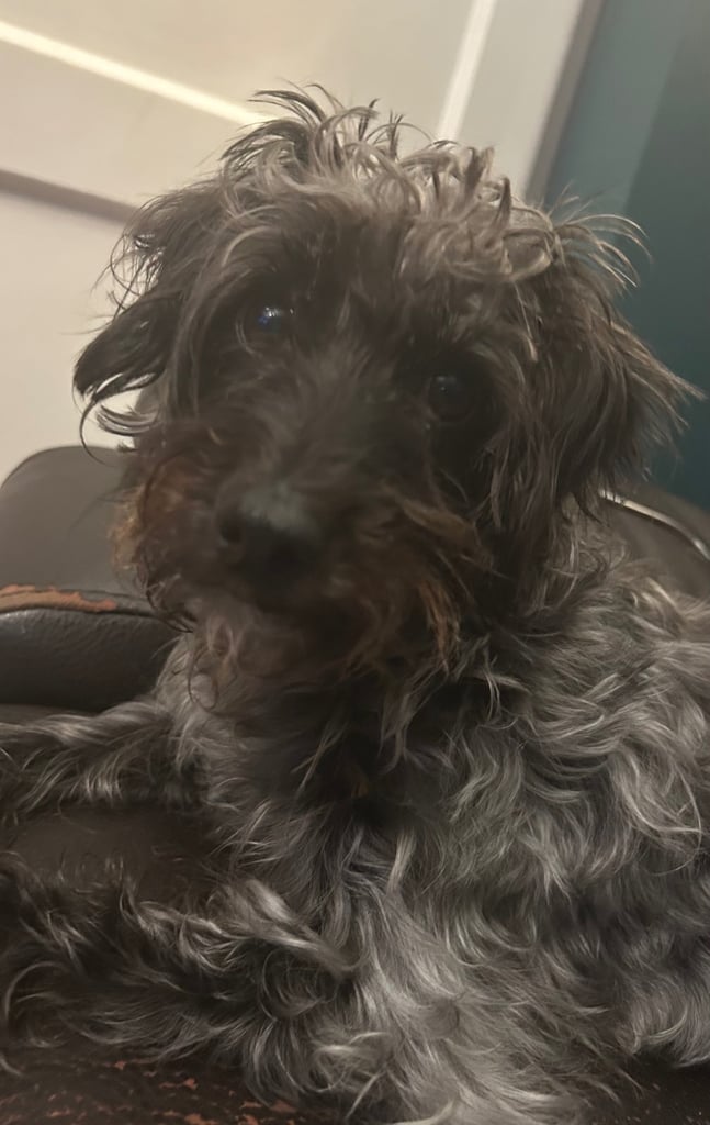 Beautiful Jackapoo Puppies 