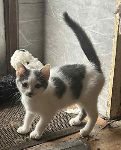 Grey  and white kitten for sale
