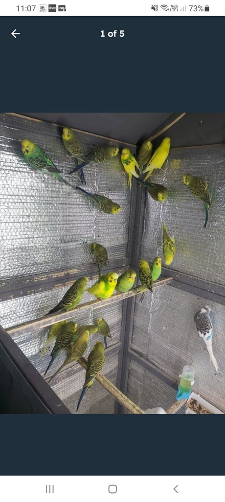 image for Budgies 