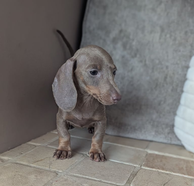 Dachshund Puppy Weimaraner Dachshund Mix For Sale Miniature