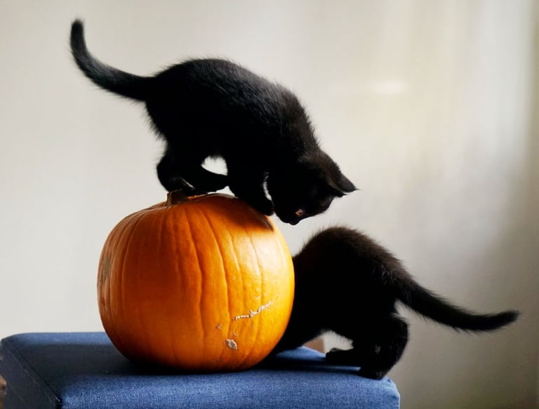 Lovely black kitten for sale 