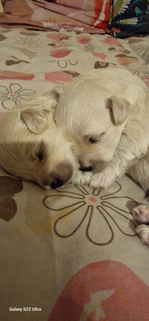 Maltese puppies 