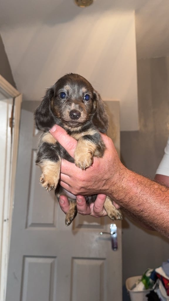 Beautiful dachshunds for sale 