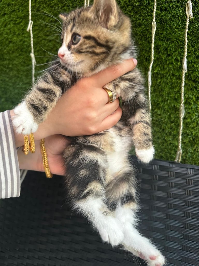 Kittens for sale 
