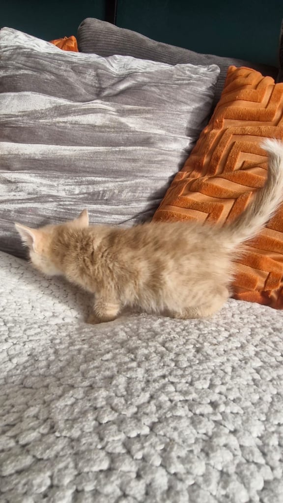 8 week old kittens 