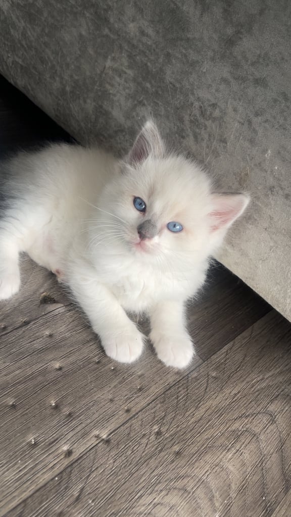Pure ragdoll kittens ready to leave‼️