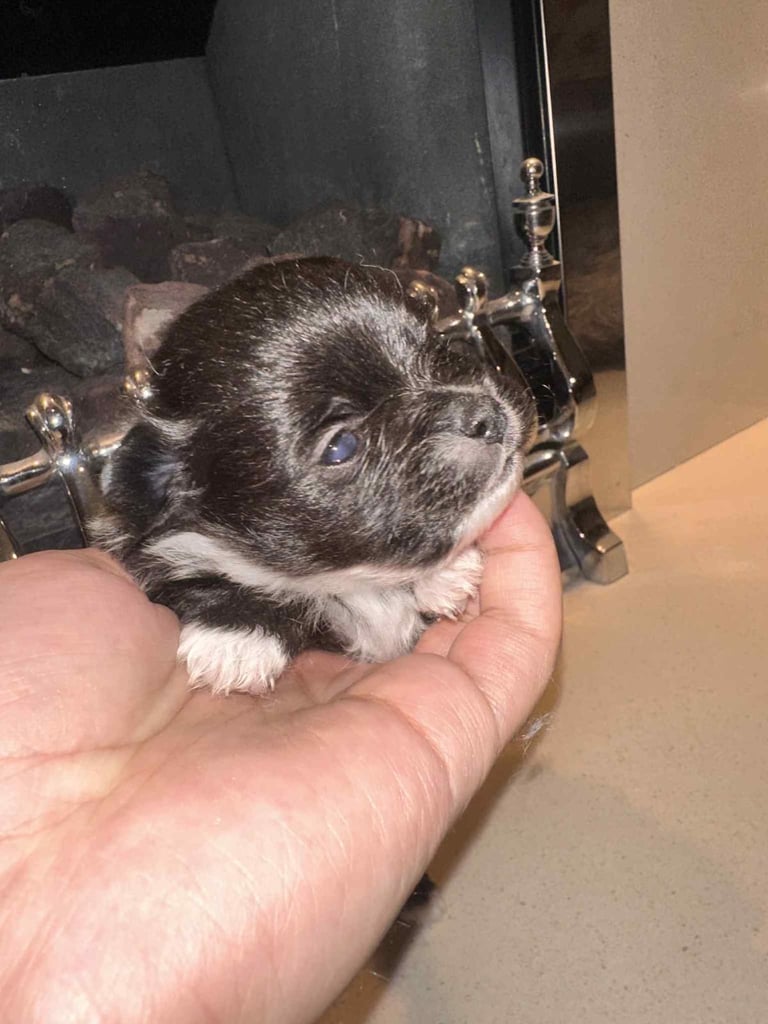 Champion blood line pomeranians 