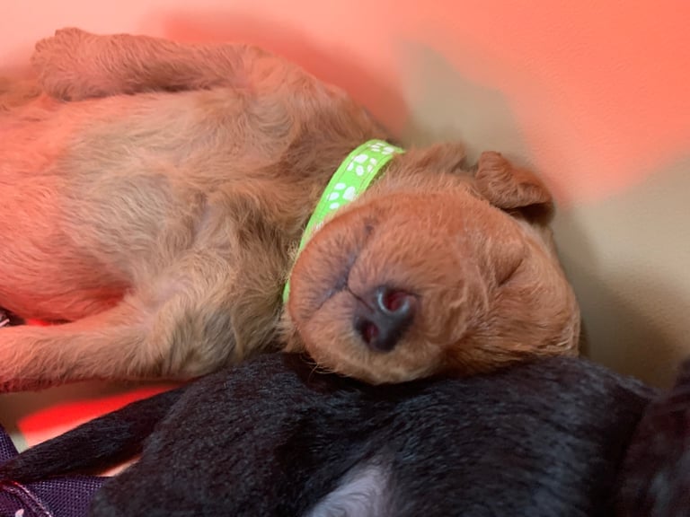 Labradoodle puppies 