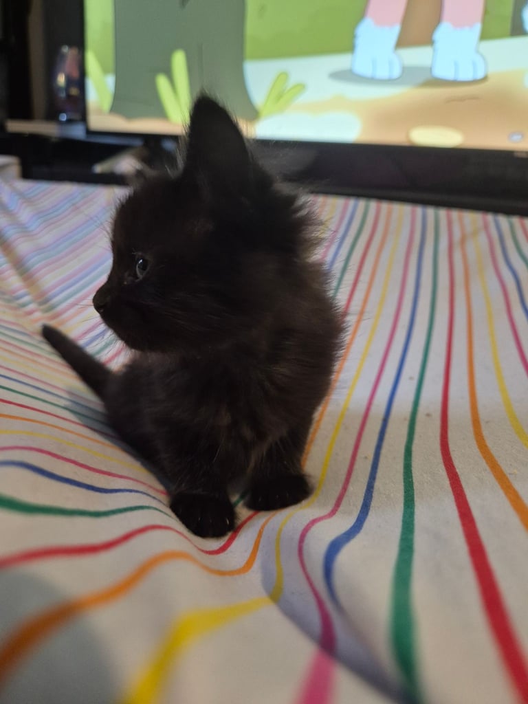 Gorgous kittens long & short haired