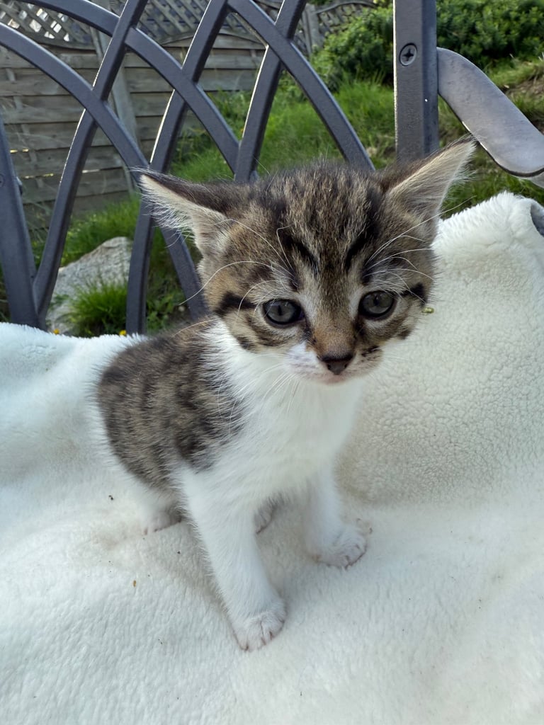 Kittens 
