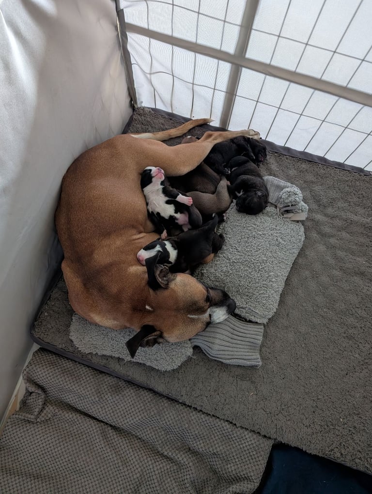 Stunning litter of Staffordshire bull terrier puppies 