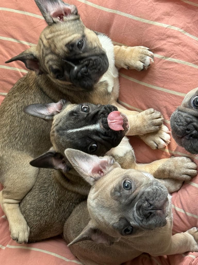 French bulldogs puppies