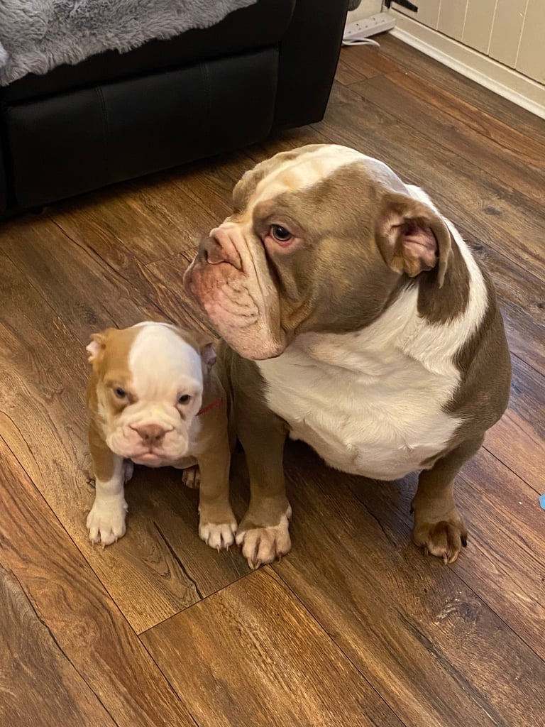 Old English bulldog puppy for sale. 