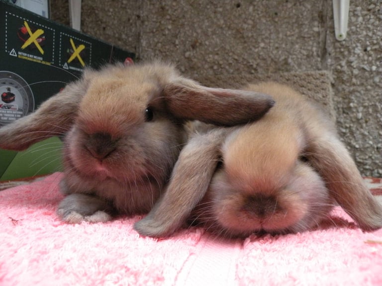 2 female Dwarf Lop rabbits 9 weeks old Arbroath