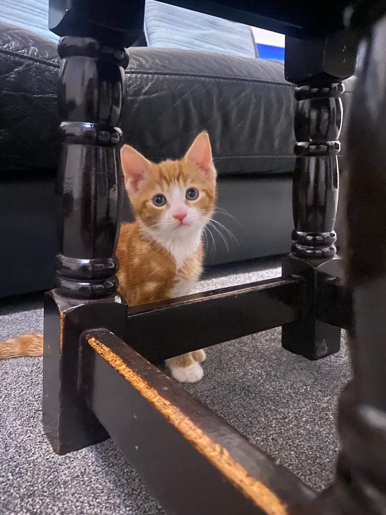 image for Cute ginger and white male kitten. needs rehoming ASAP