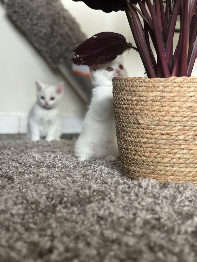 British shorthair kittens  