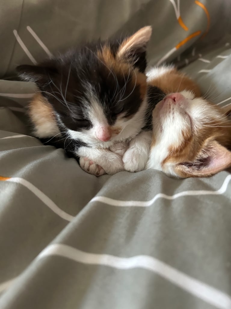 image for 2 Female kittens 