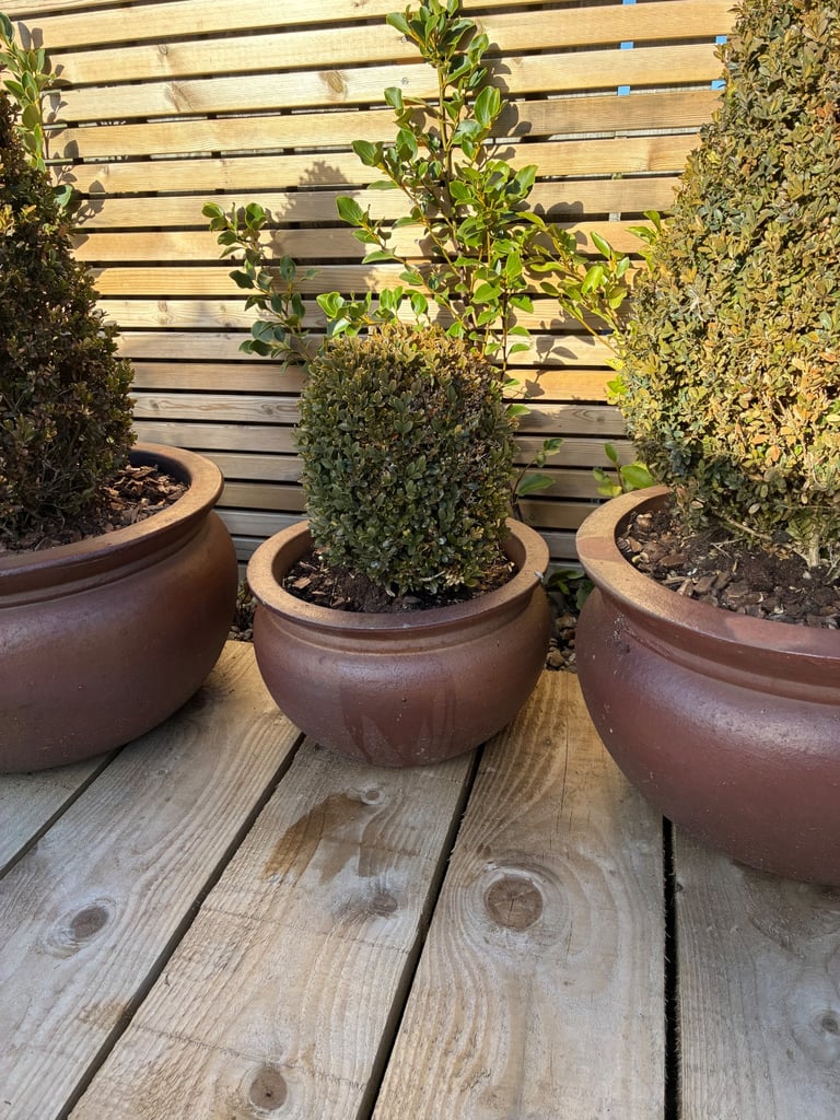 3 large Errington Errington Ray pots with Topiary Buxus PYRAMIDS