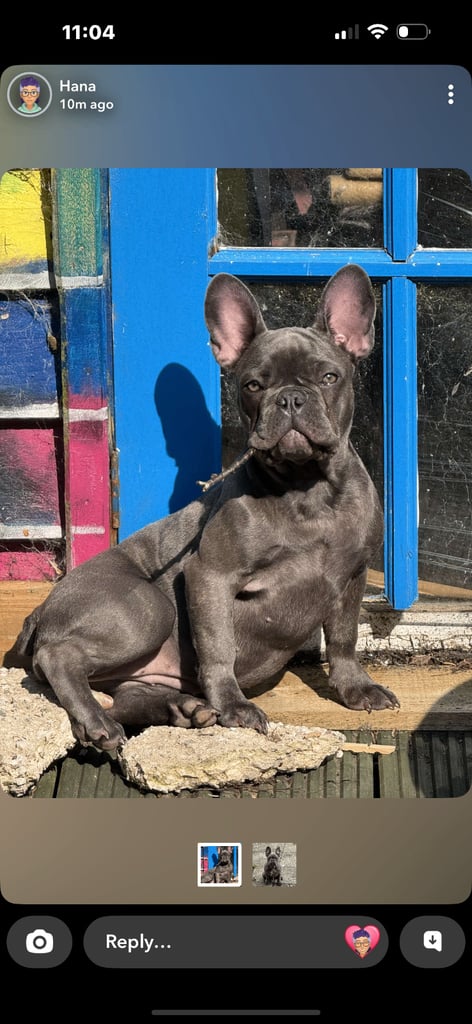 Stunning blue brindle french bulldog 