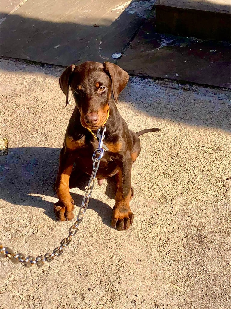 Doberman puppy 