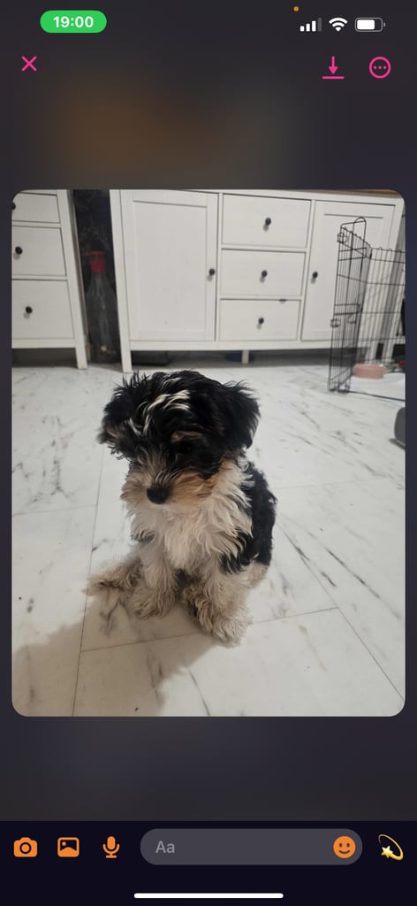 Yorkshire terrier Tricolor.  Ready now