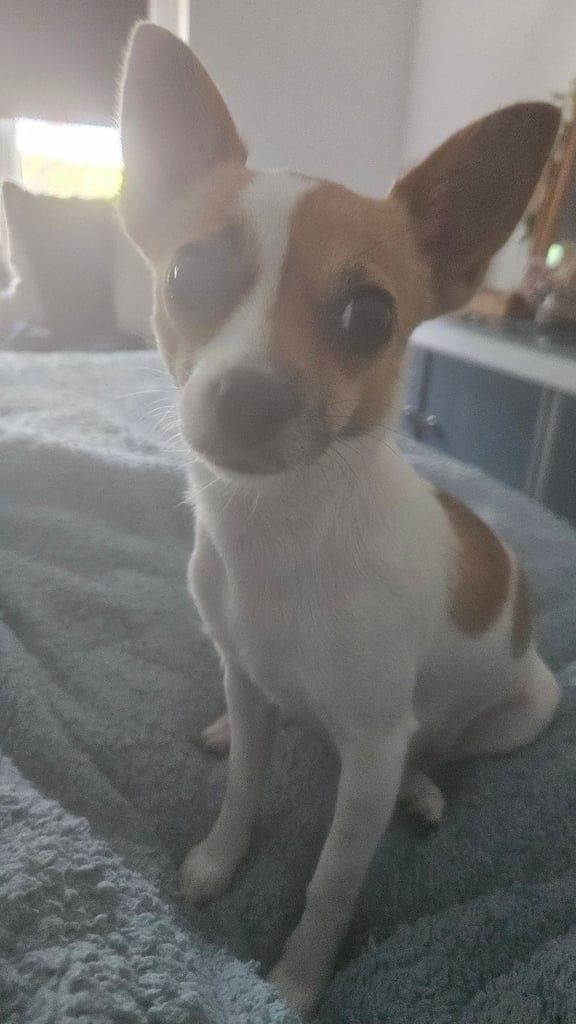 3/4 Chihuahua 1/4 Jack Russell Puppies for sale