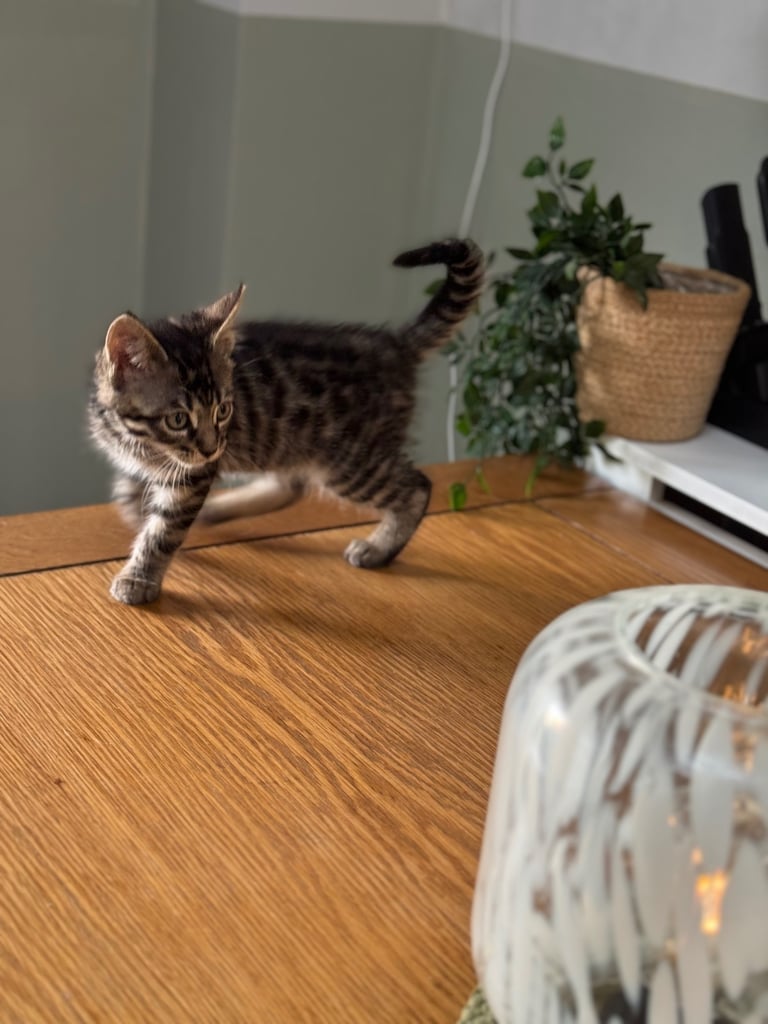 Maine coon cross Bengal kittens ready now 