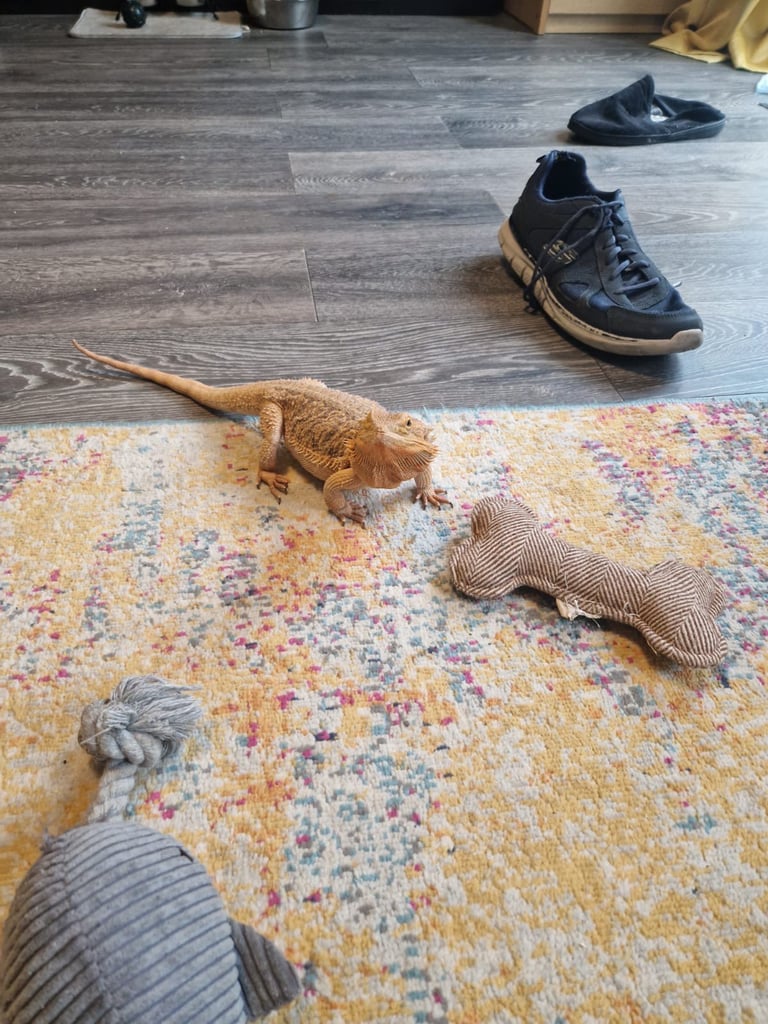 Bearded dragon with complete set up