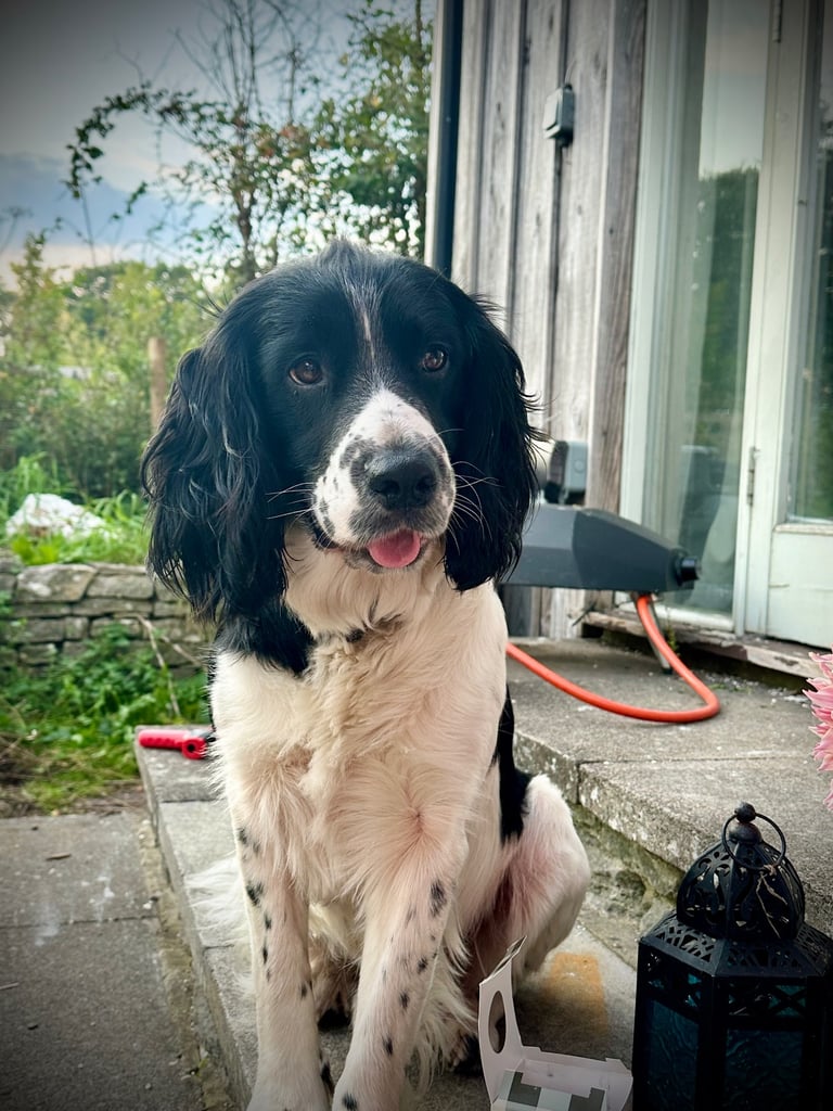 Male English Springer Spaniel 4 YO