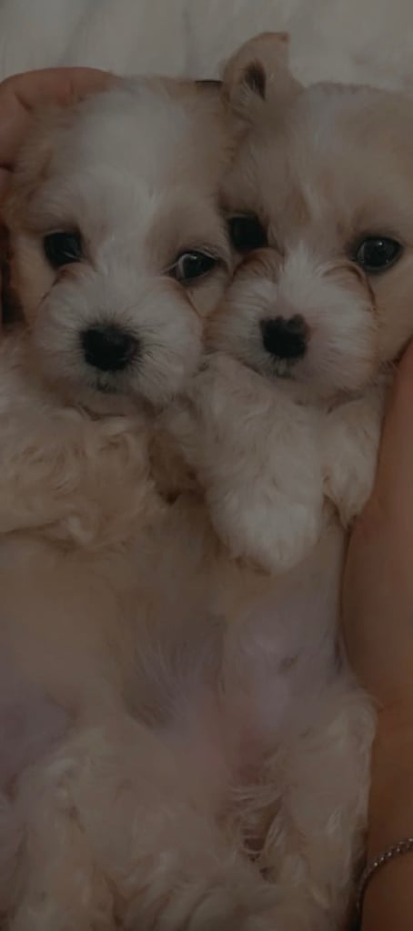 Cotton de tuller x cocker spaniel 