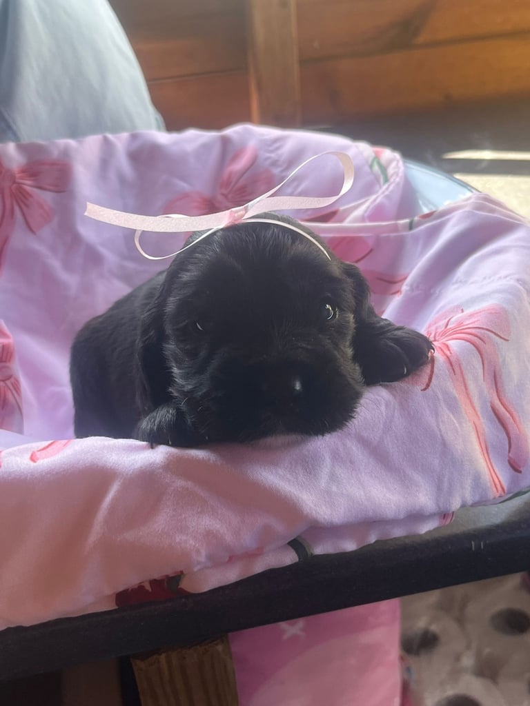 1 cocker spaniel show type puppy for sale 