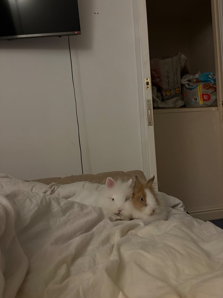 two friendly rabbits , pen,cage,accessories 