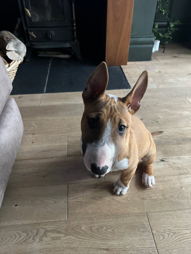 English bull terrier 