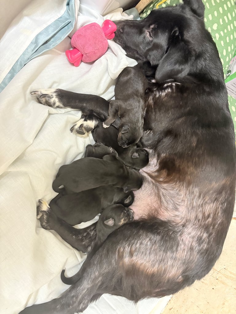 image for Mixed breed puppies 