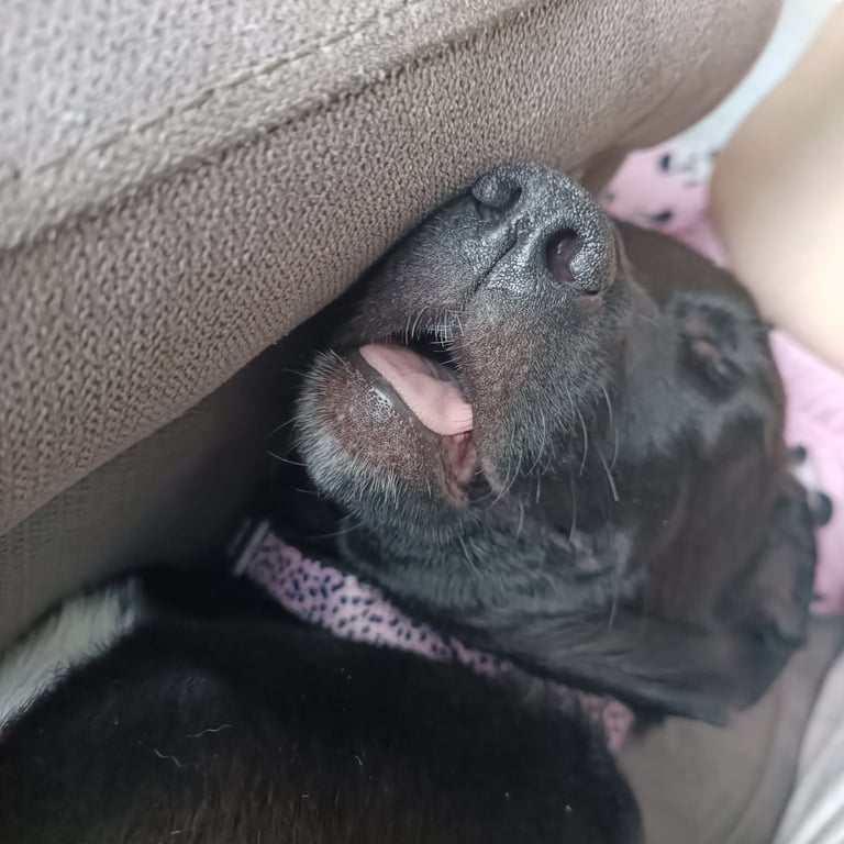 3 months old puppy for sale