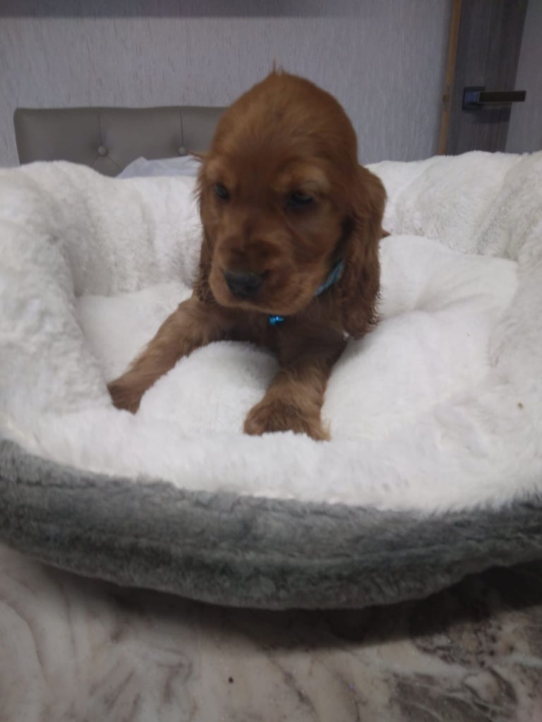 Cocker spaniel